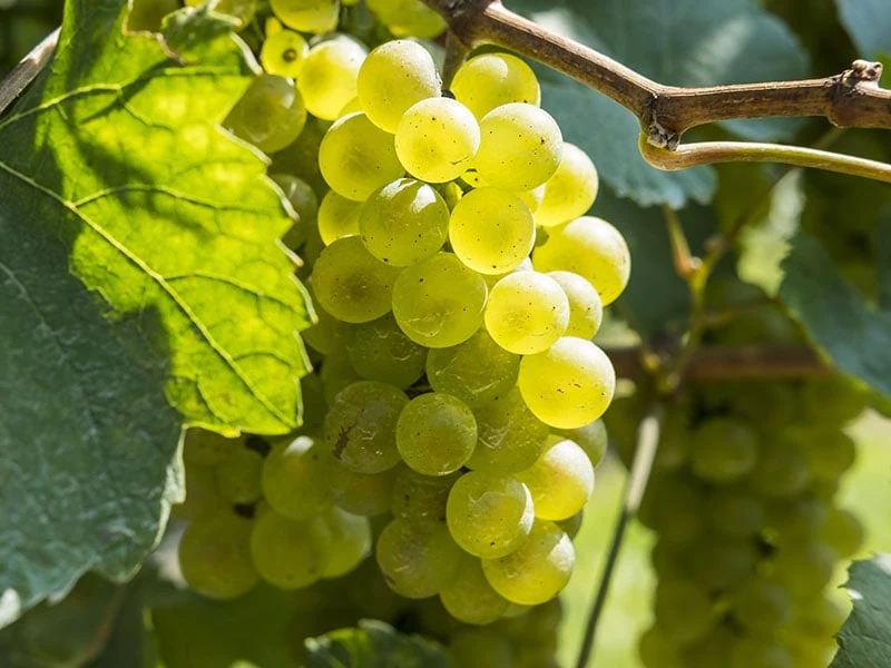 Chardonnay Grapes