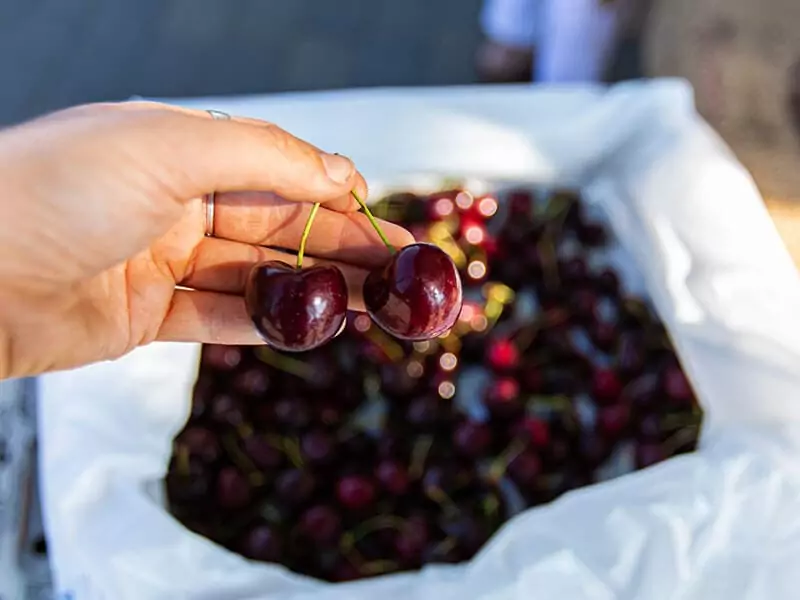 Chelan Cherries