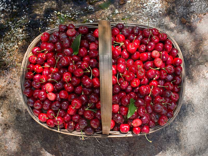 Cherry Cerezas