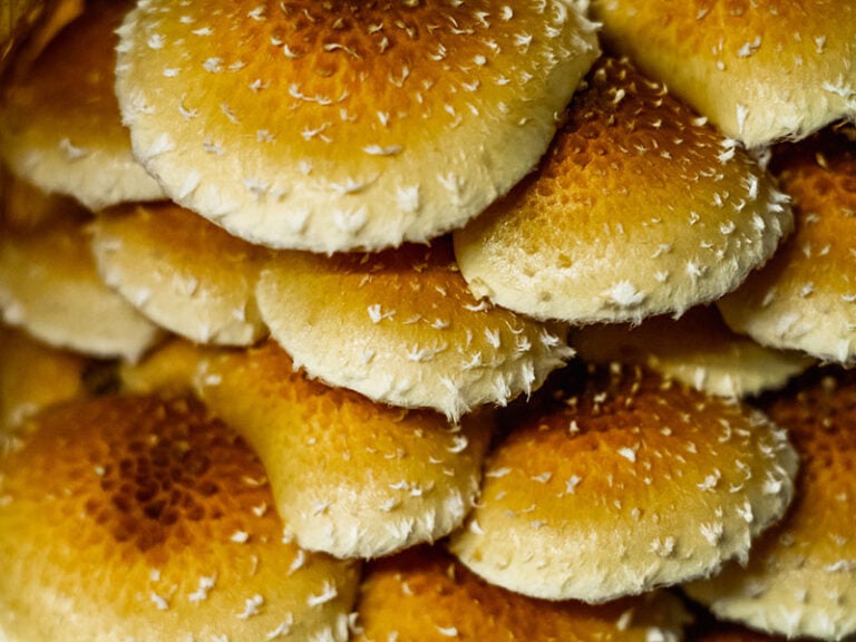 25+ Cremini Mushroom Substitutes You Should Know 2023