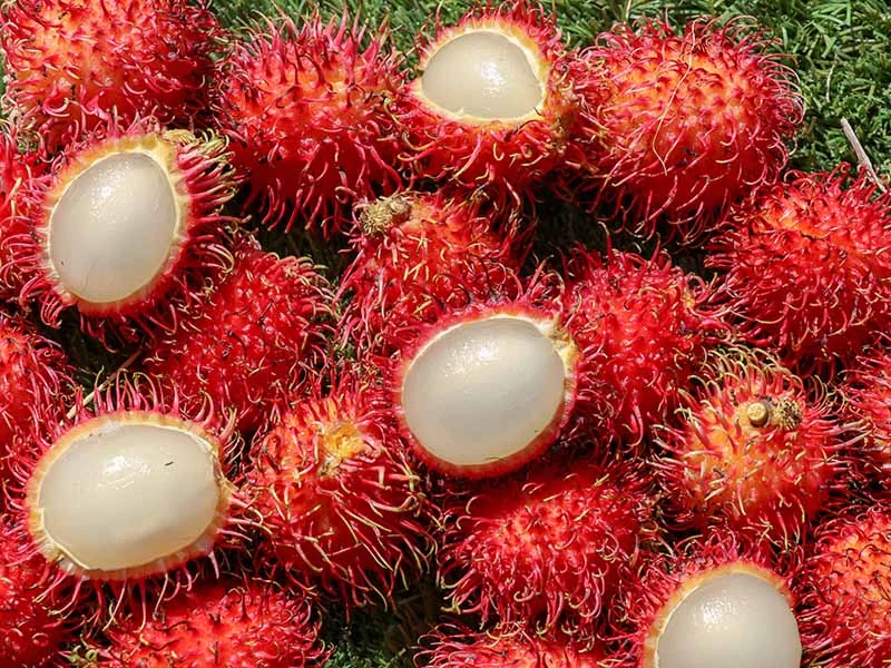 China Rambutan