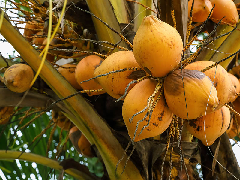 Chowghat Orange Dwarf Coconut