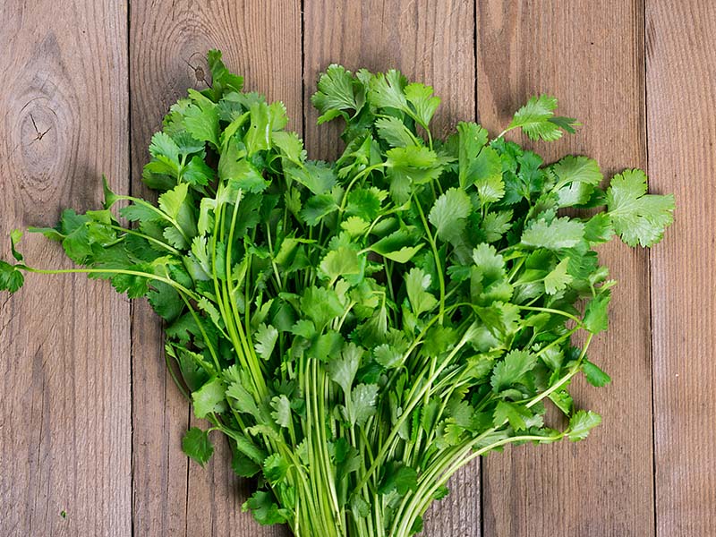 Cilantro Is Most Familiar Herbs