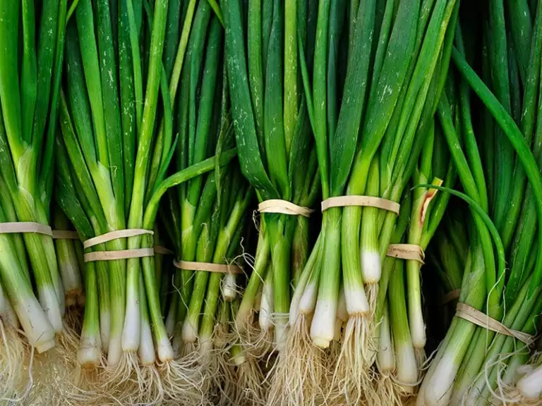 8 Green Onions to Enhance Your Dishes in 2024