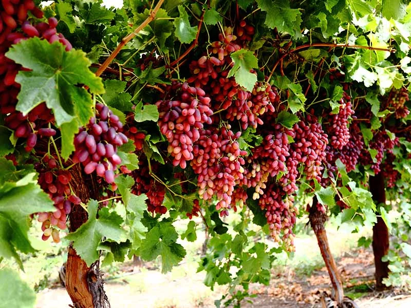 Crimson Seedless Grapes