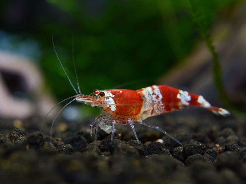 Crystal Shrimp