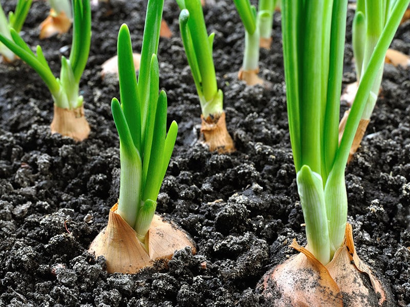 Cultivating Onion