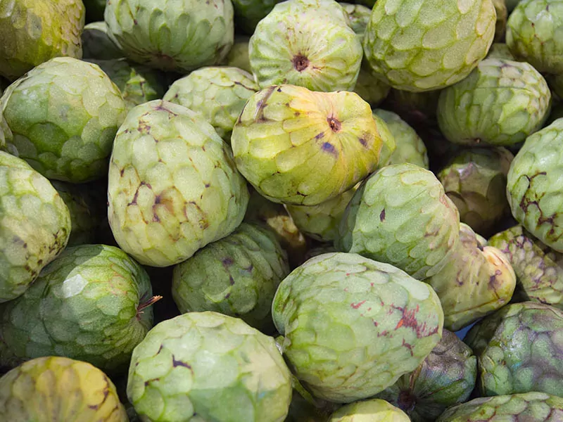 Custard Apple