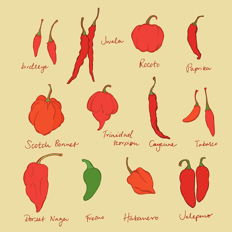 Different Types Of Chili Peppers