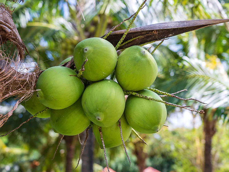 Different Types Of Coconuts