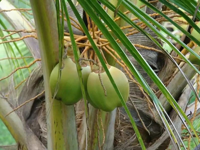 East Coast Tall Coconut