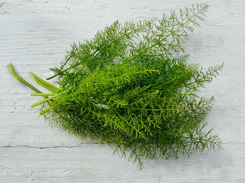 Fennel Is A Popular Herb