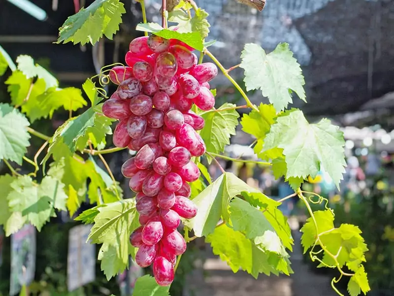 Flame Seedless Grapes