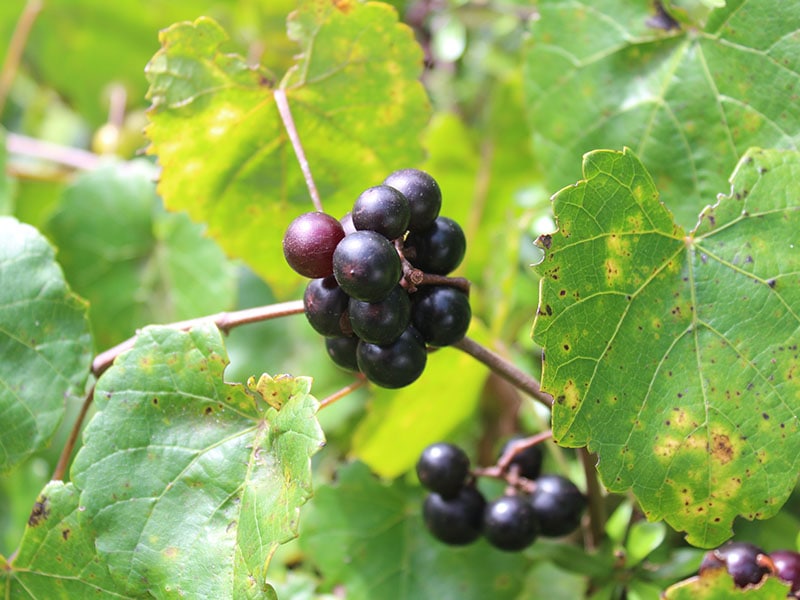 Fox Grapes