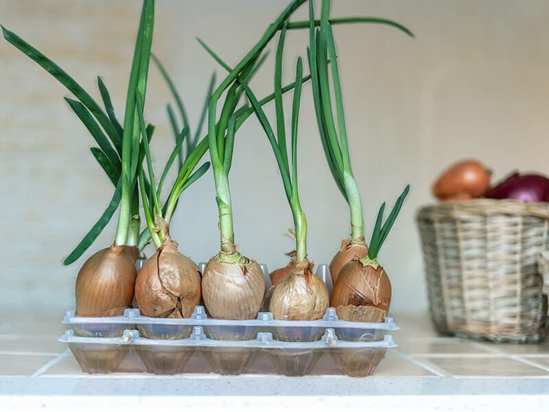 Fresh Green Onions