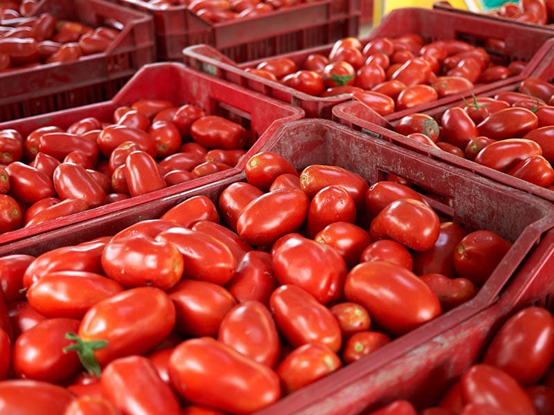 Freshest Plum Tomato