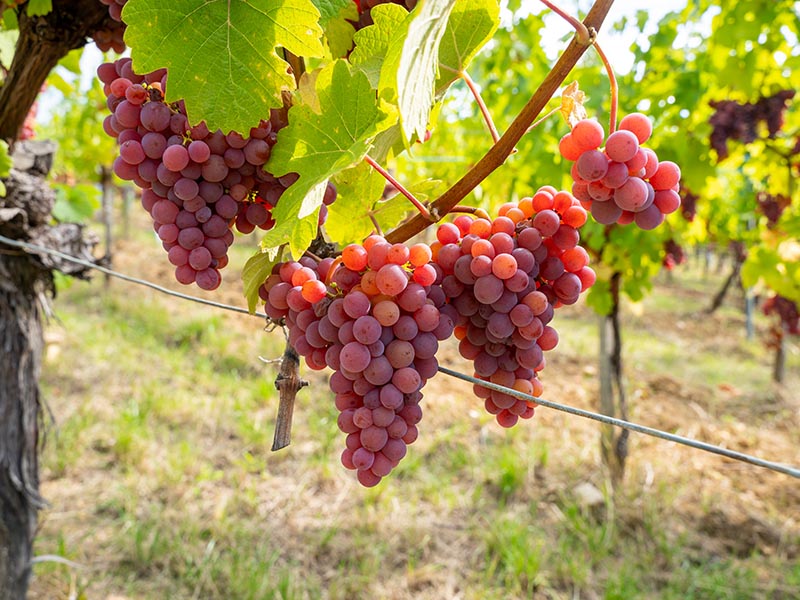 Gewurztraminer Grapes