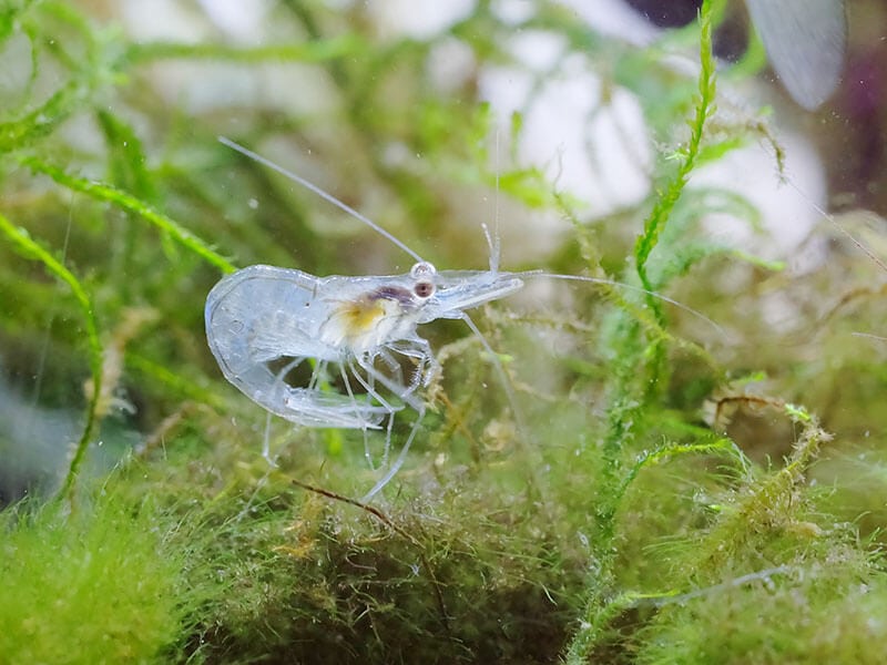 Glass Shrimp