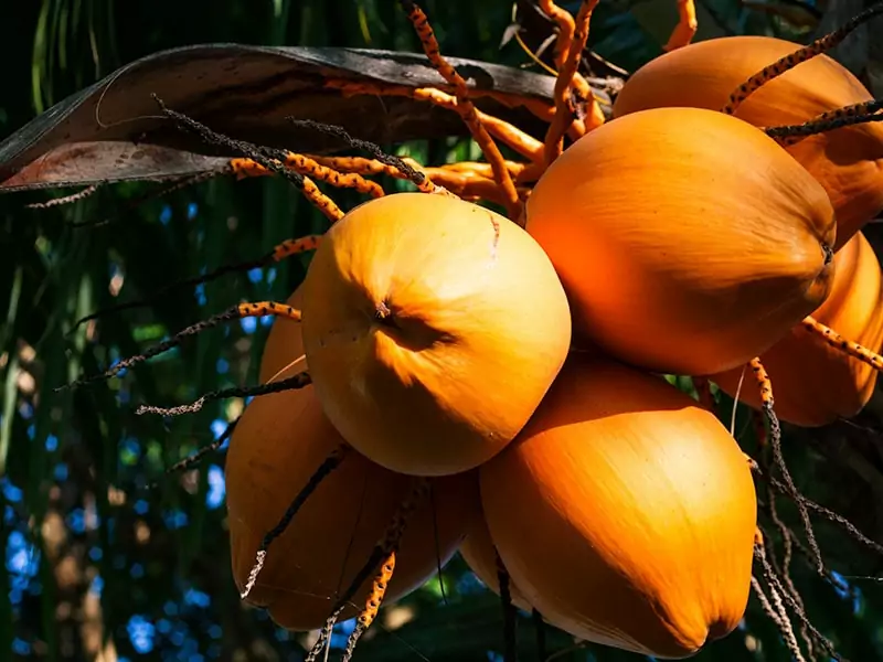 Golden Malayan Dwarf Coconut