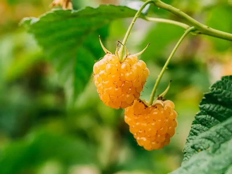 Golden Raspberries