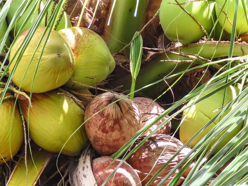 Green Dwarf Coconut