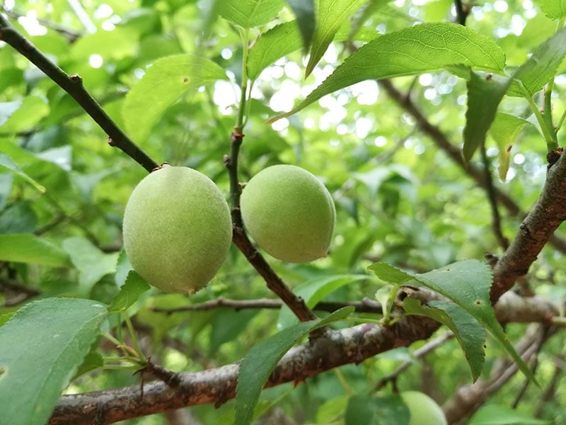 Green Plum