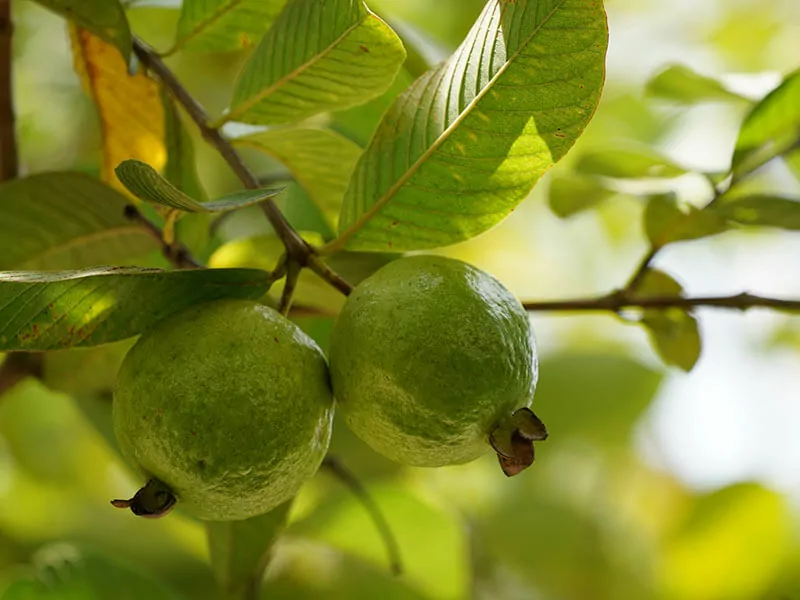 Guayaba Fruits