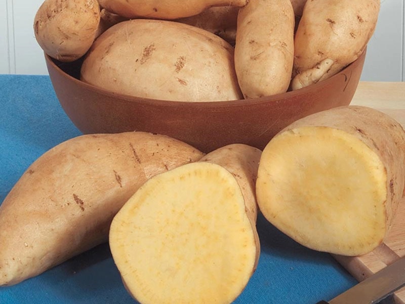 Hannah Sweet Potatoes