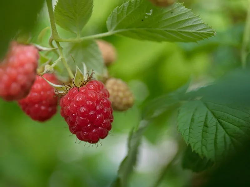 Heritage Raspberries