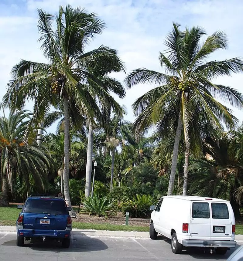 Jamaican Tall Coconut