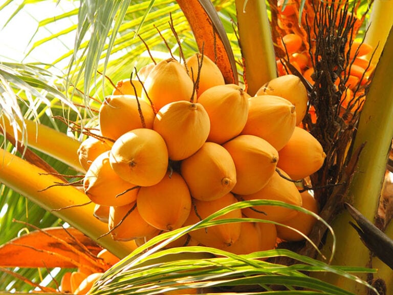 18 Different Types Of Coconuts You May Miss In 2023