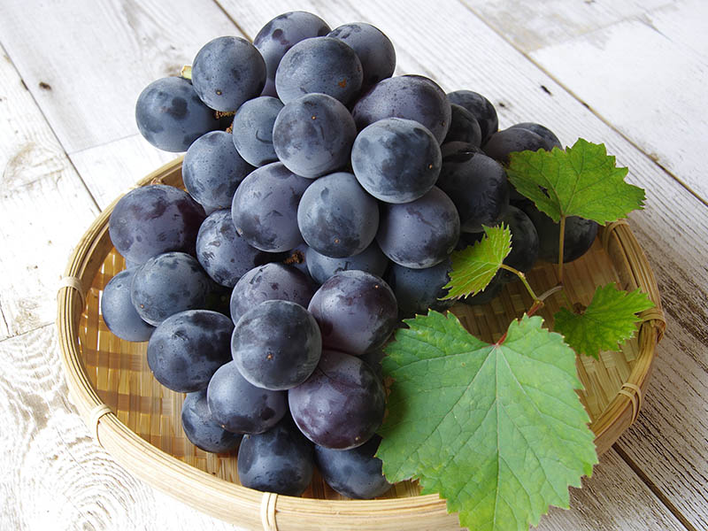 Kyoho Grapes