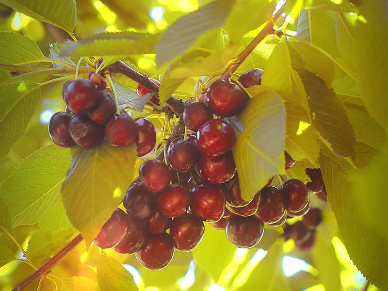 Lamber Cherries