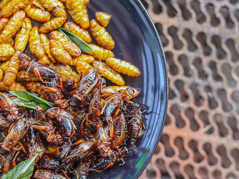Lao Insects