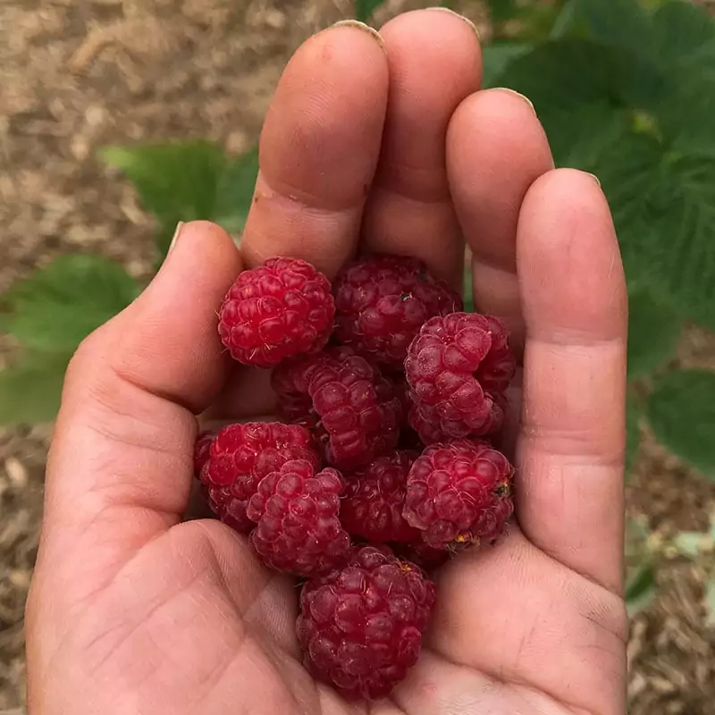 Latham Raspberries