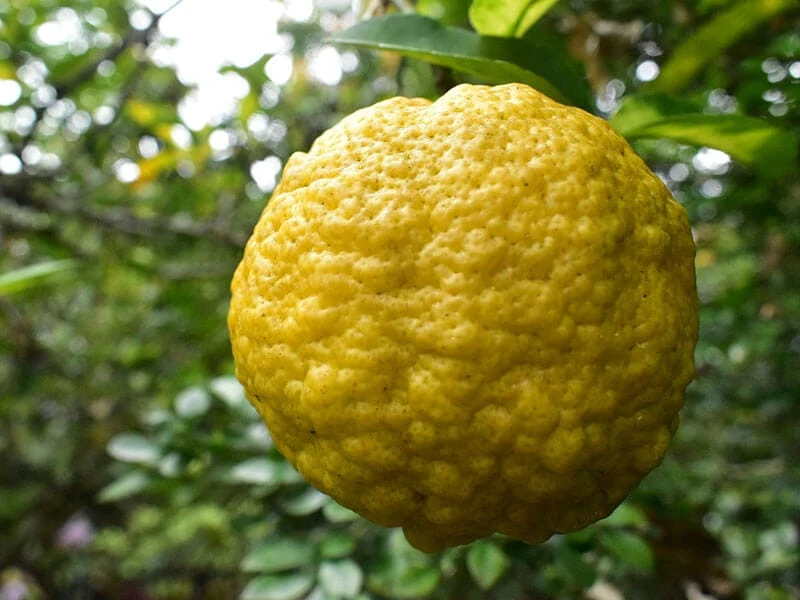 Lima Orange