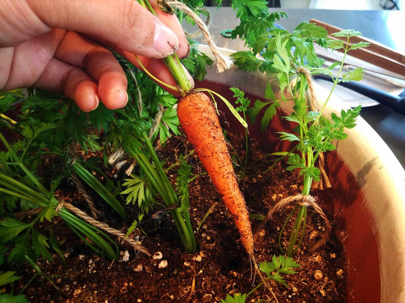 Little Finger Carrots