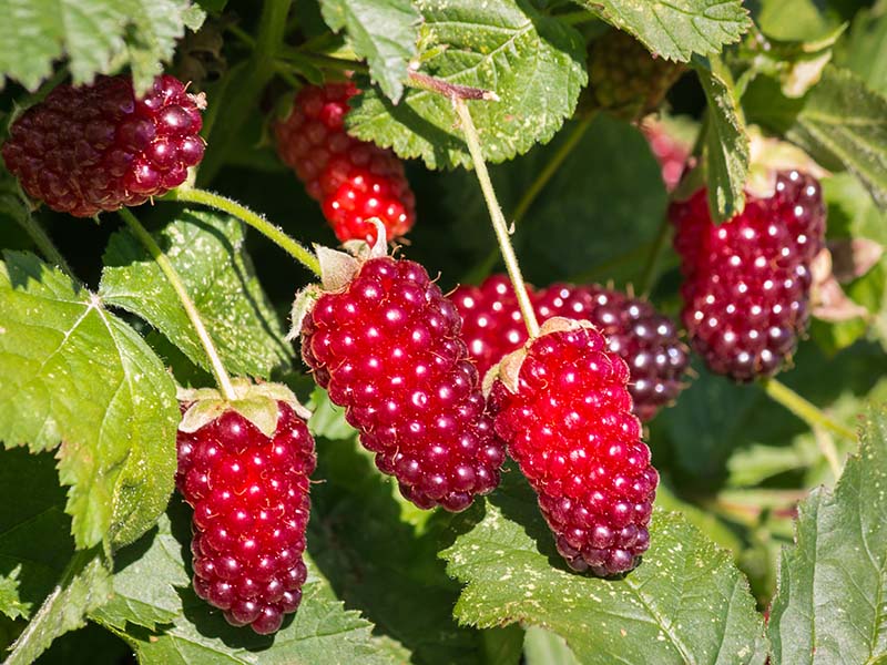 Longanberry Has A Bright Red Color