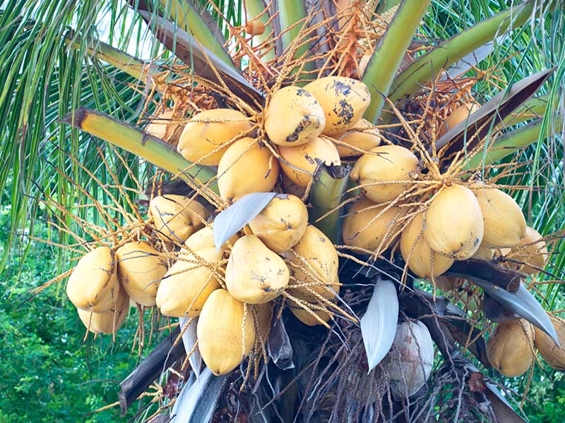 Malayan Yellow Dwarf Coconut