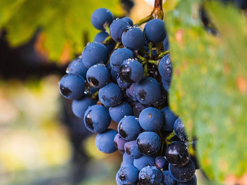 Malbec Grapes