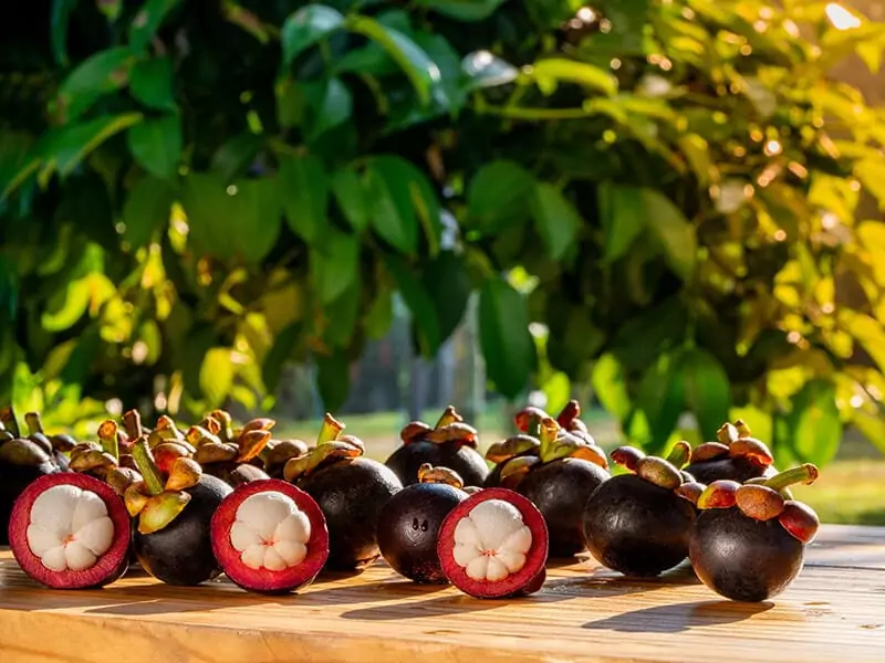 Mangosteen Mangkut