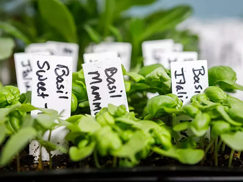 Many Basil Varieties