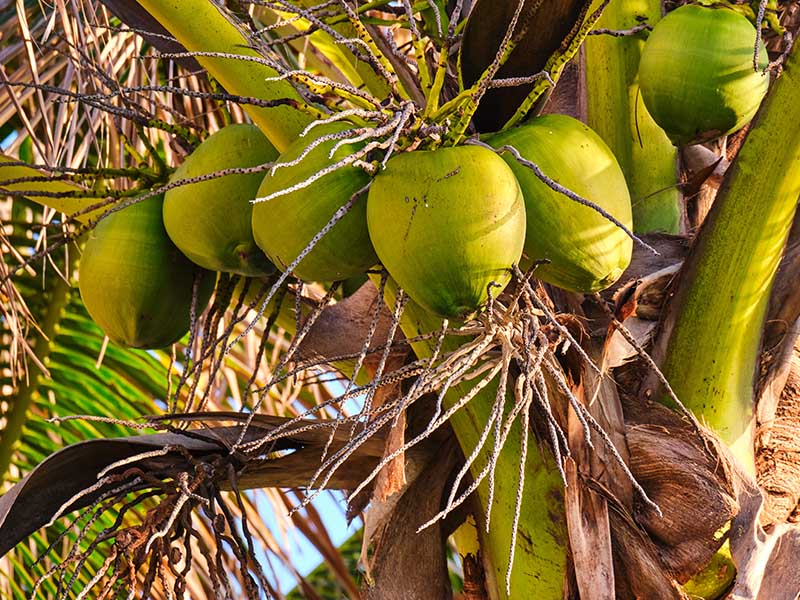 Maypan Coconut