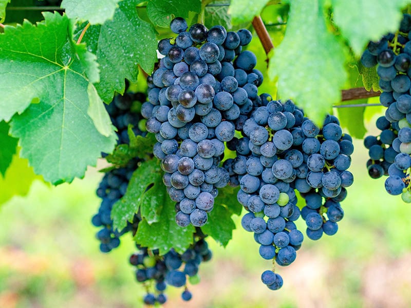 Merlot Grapes