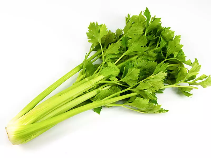 Monterey Celery