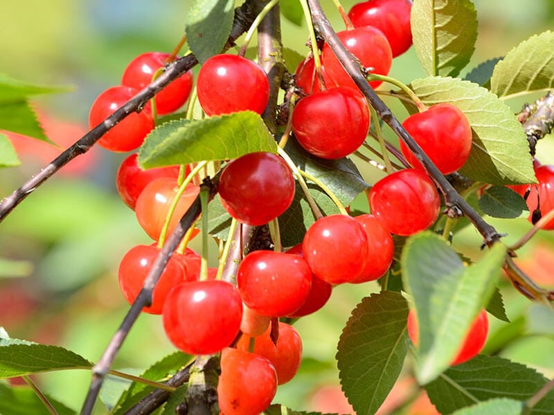 Montmorency Cherry