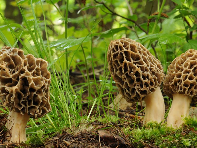 Morel Mushrooms