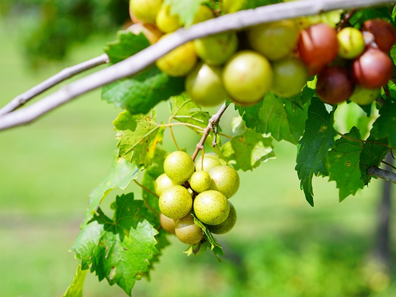 Muscadine Grapes