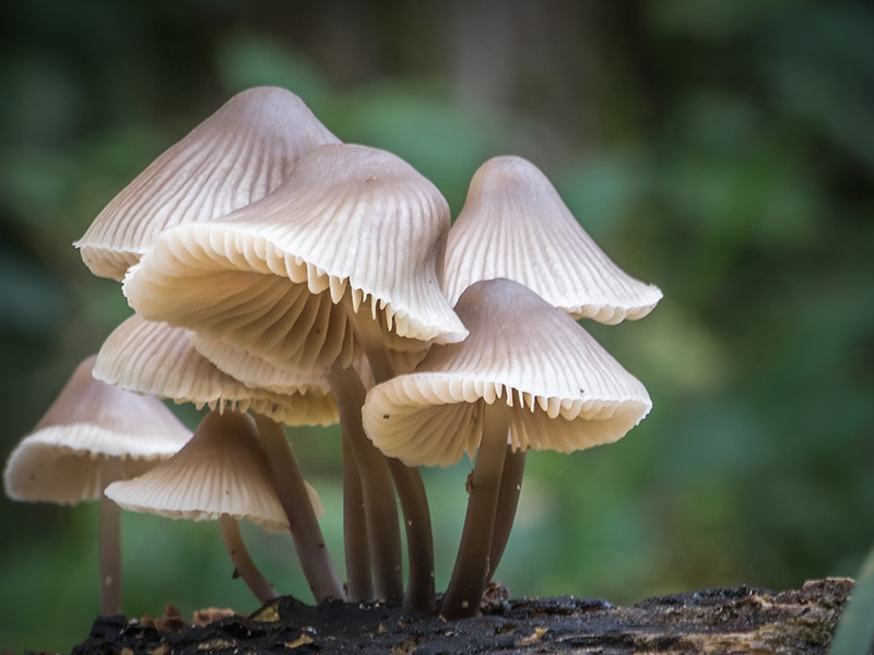 Mushrooms Natural Part