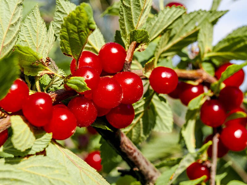 Nanking Cherry